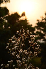 flower​ of​ Grass.​ before​ sunset.​ dry​ flower​.beautiful​  flower​