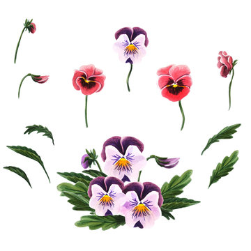 Single flowers, leaves and a bouquet of pansies isolated on a white background.