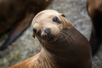 Sea Lion Looks at Camera with Big Brown Eyes and Whiskers