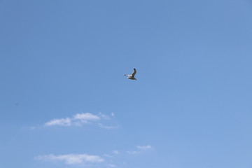 Flying seagull with blue sky as background for copy space