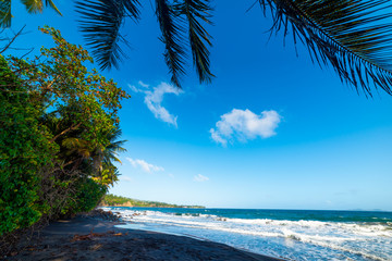 Dark sand and palm trees in Guadeloupe