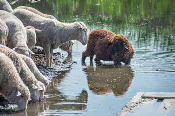 A flock of sheep with a brown sheep drink water reflected