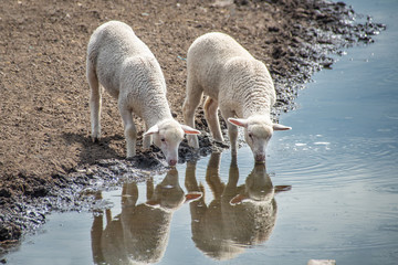 Two little lamb drink water reflection