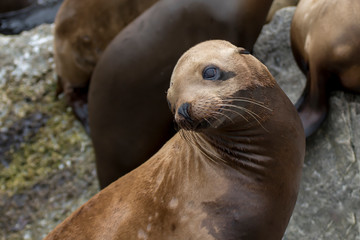 Close Up Sea Lion Face and Whiskers Sunning on Rock