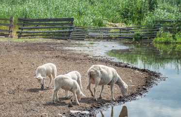 Sheep with milk in the udder and two little lambs drink water