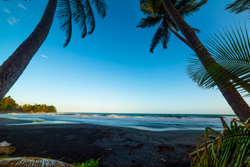 Palm trees in Grande Anse beach in Guadeloupe