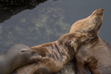 Three California Sea Lions Sleeping in a Pile with Water