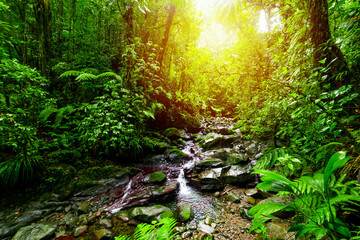 Small stream in Basse Terre jungle in Guadeloupe at sunset