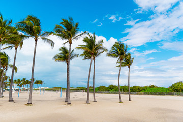 Fototapeta na wymiar Palm trees and sand in Miami Beach