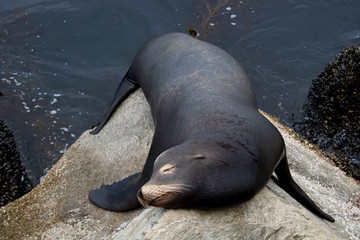 Fototapeta premium Black Male Sea Lion Sleeping on Rocks Close Up in Seascape