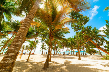 Palm trees and sandy shore in Bois Jolan beach in Guadeloupe