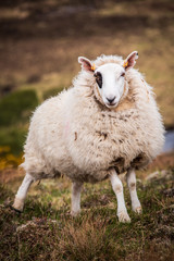A black eyed sheep on a scottish hill farm