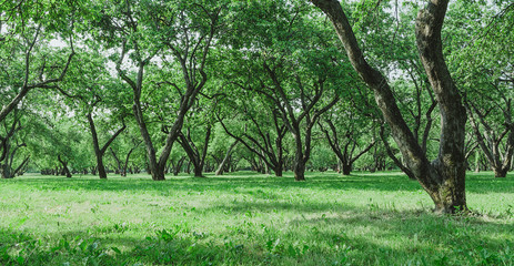 Old apple garden. Landscape for landing page design