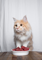 young cream tabby ginger maine coon cat next to white ceramic feeding dish filled with tasty red beef meat looking away in front of white curtains