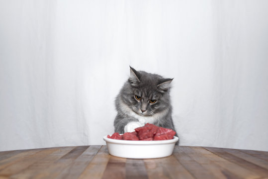 animal behavior: young playful blue tabby maine coon cat behind white cramic bowl filled with raw beef meat raising paw playing with it
