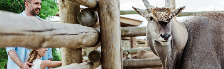 Fototapeta premium panoramic shot of bison near happy father and kid in zoo