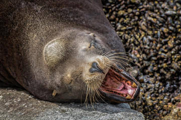 Naklejka premium Male Sea Lion Sunning on Rock Yawns Showing Sharp Teeth