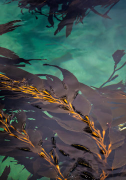 Kelp Forest in Blue Turquoise Ocean in California