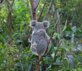 Koala Bear Australia in the zoo