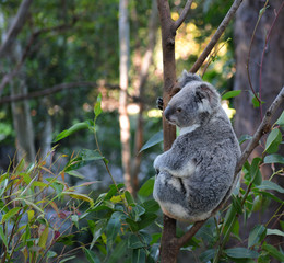 Koala Bear Australia in the zoo