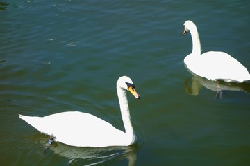 Mute Swans on a lake  (Cygnus olor).