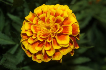 flower of calendula