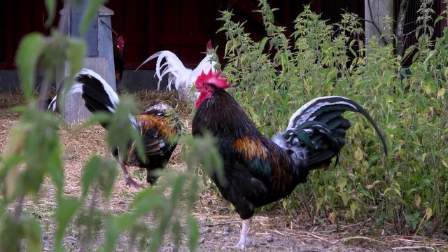 Domestic roosters eating and looking around