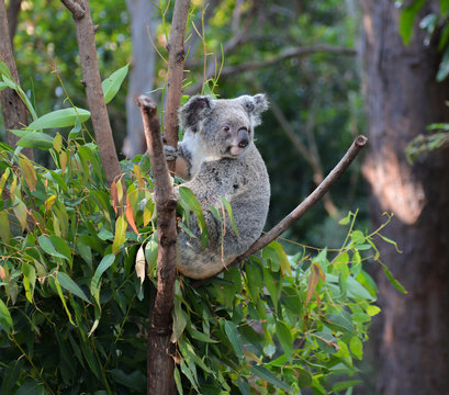 Koala Bear Australia in the zoo