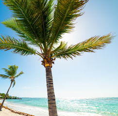 Palms in Raisins Clairs beach in Guadeloupe