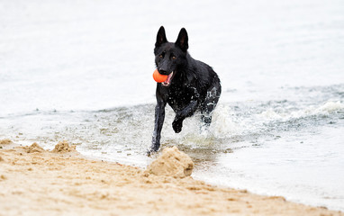 wet black shepherd dog runs along the beach