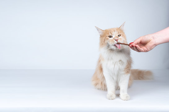 front view of a young cream tabby white ginger maine coon cat with open mouth and tongue out getting fed by owner. female human hand feeding the cat with treat stick snacks on white studio background