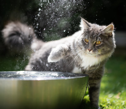 young blue tabby maine coon cat playing with water in a metal bowl outdoors in the garden on a hot and sunny summer day