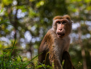 Monkey at Sigiriya Rock, Sigiriya, Sri Lanka