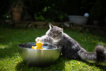 young playful blue tabby maine coon cat playing with yellow rubber duck swimming on water in a...