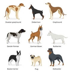 Dog breeds vector collection isolated on white background. Russian greyhound. Doberman. Greyhound. Danish Pointer. German Boxer. Bullterrier. Boston terrier. Pug. Rottweiler. Dogs in flat style.