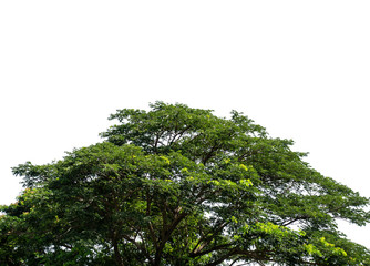 isolated  tree leaves and large stalks  on white background