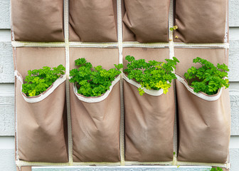 Plant pockets filled with parsley plants on a south facing wall..