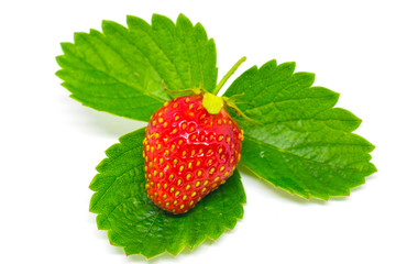 Red strawberries on a green leaf. Still-life. 