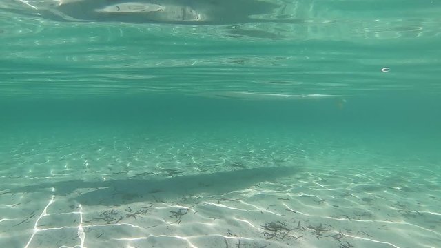 Water sports: slow motion passage of a stand up paddle board taken from underwater in the crystalline sea with the shadow of the shape reflected on the white sand bottom, paddle plunges into the water