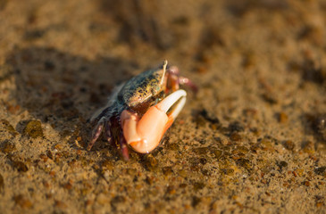 little crab closeup in sea water at summer sunset
