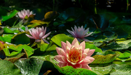 Floral magic natural landscape with close-up of water lilies or lotus flowers Perry's Orange Sunset with spotty leaves with three pink nympheas in garden pond. Magic atmosphere. Selective focus