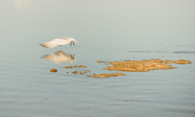 wild bird flying low above sea sunface at summer sunset coastline