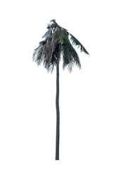 Dead coconut trees isolated on a white background