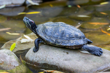 Fototapeta premium A black turtle sits on a stone in the water_
