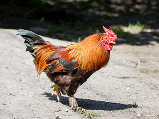 A dwarf cock goes through the farm yard in sunny weather_
