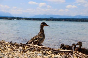 Ente