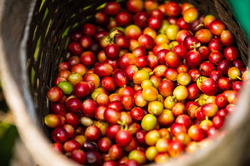 raw coffee beans in the basket farmer