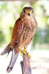 Sparrow hawk on a blurred green background_