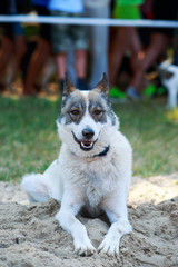 Dog breed West Siberian Laika