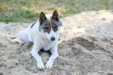 Dog breed West Siberian Laika